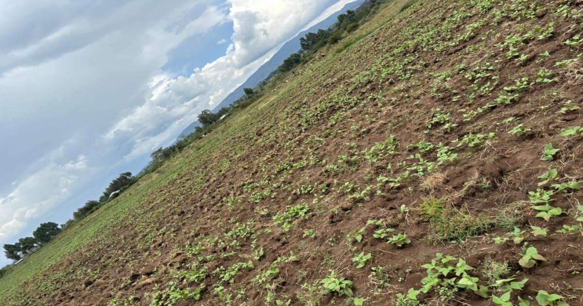 Plot for Sale Nakuru Kongasis Zuri Gardens, Phase 1 - Image 1